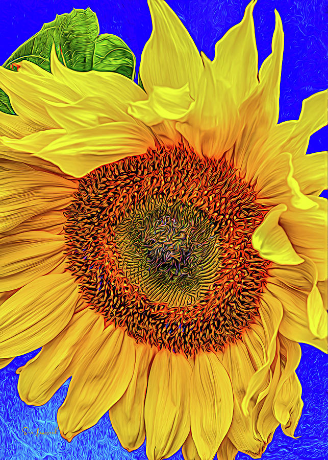 Sunflower art Photograph by Sue Leonard