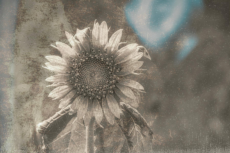 Sunflower Artistic-1 Photograph by John Kirkland