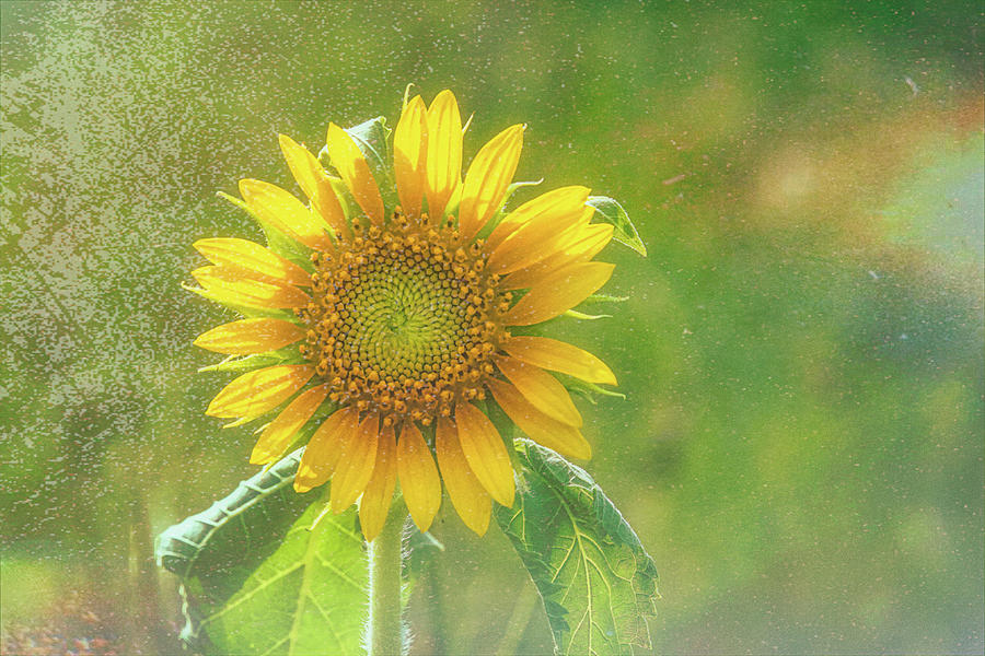 Sunflower Artistic-2 Digital Art by John Kirkland