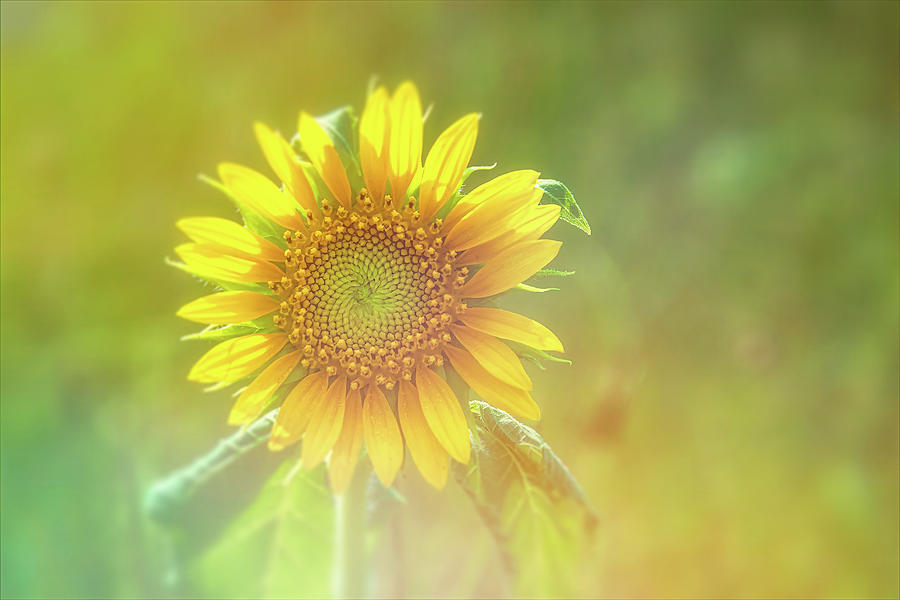 Sunflower Artistic-3 Photograph by John Kirkland