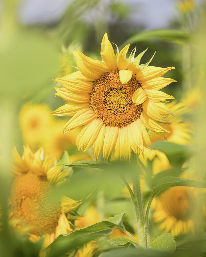 Sunflower Artistic Impression Photograph by Dawn Currie