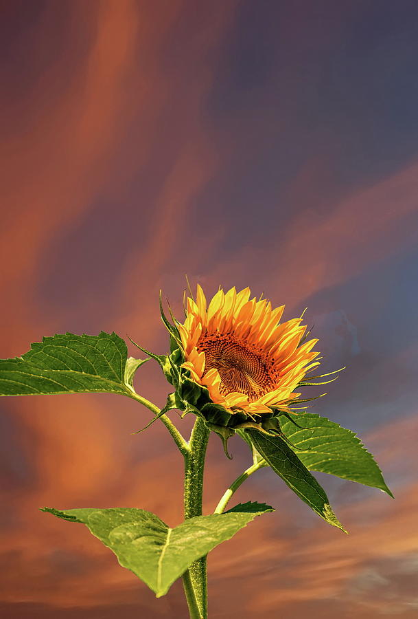 Sunflower at Dawn Photograph by Darryl Brooks