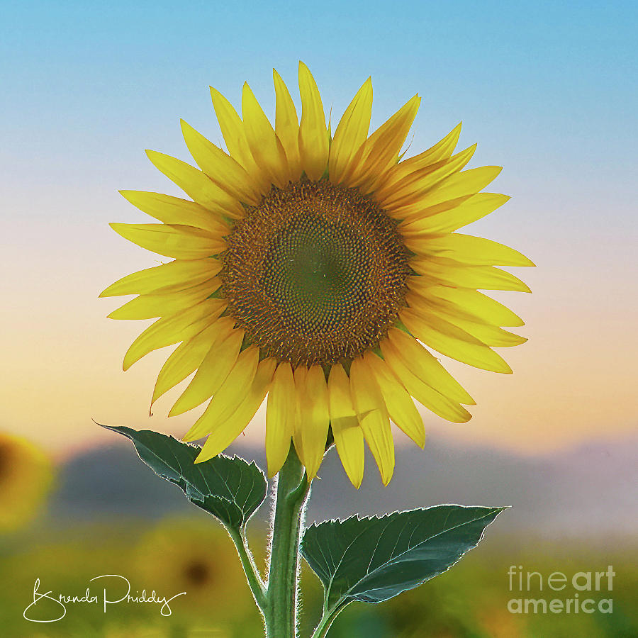 Sunflower at Dusk Photograph by Brenda Priddy