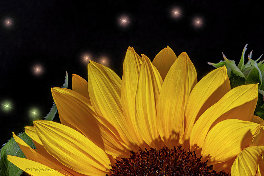 Sunflower At Night Photograph