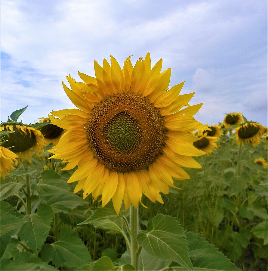 Sunflower at Stone Creek Photograph by Phil Strang