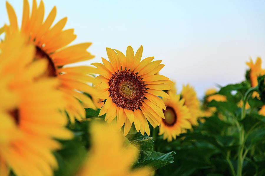 Sunflower at Sunrise 4 Photograph by HawkEye Media
