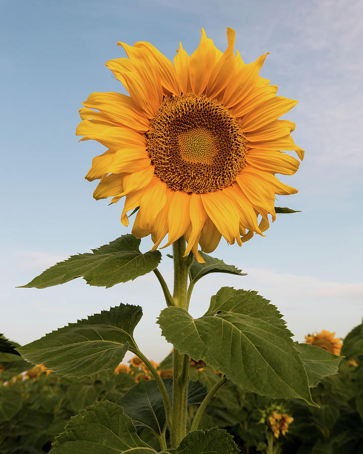 Sunflower at sunrise Photograph by Stephen Holst