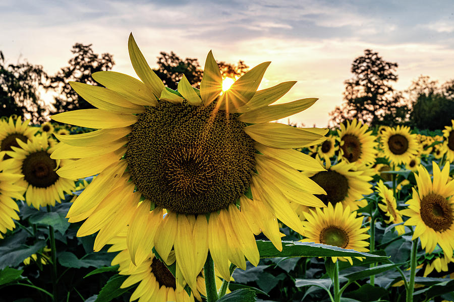 Sunflower At Sunset Photograph
