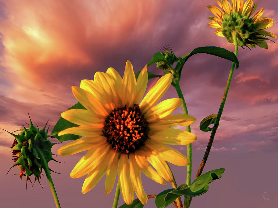 Arizona Sunflower at Sunset Photograph by Robert Harris