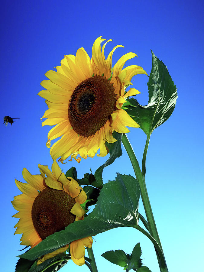 Sunflower Attraction Photograph by Kathrin Poersch