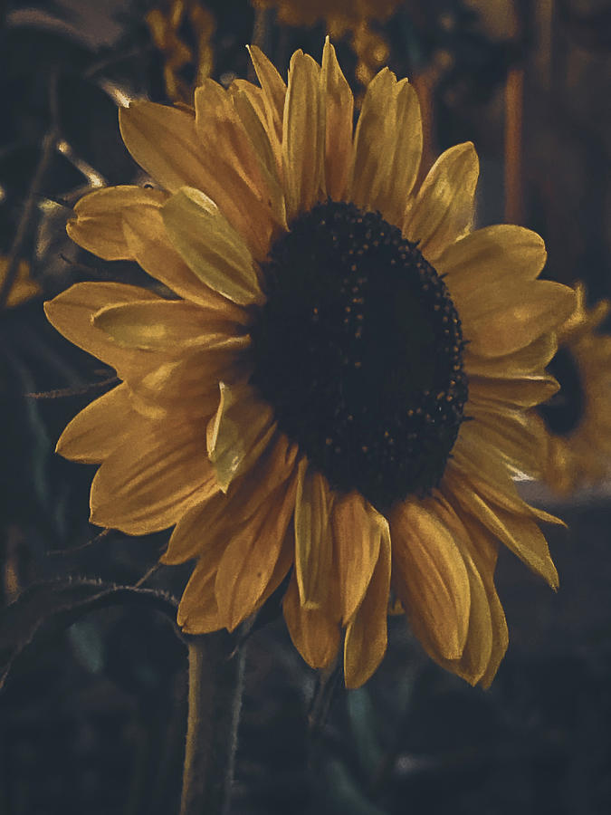 Sunflower Photograph by Aurora Rae - Fine Art America