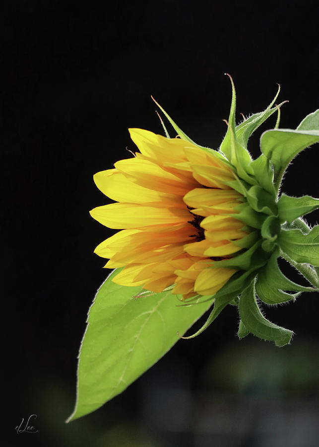 Sunflower Photograph - Sunflower Awakening by D Lee