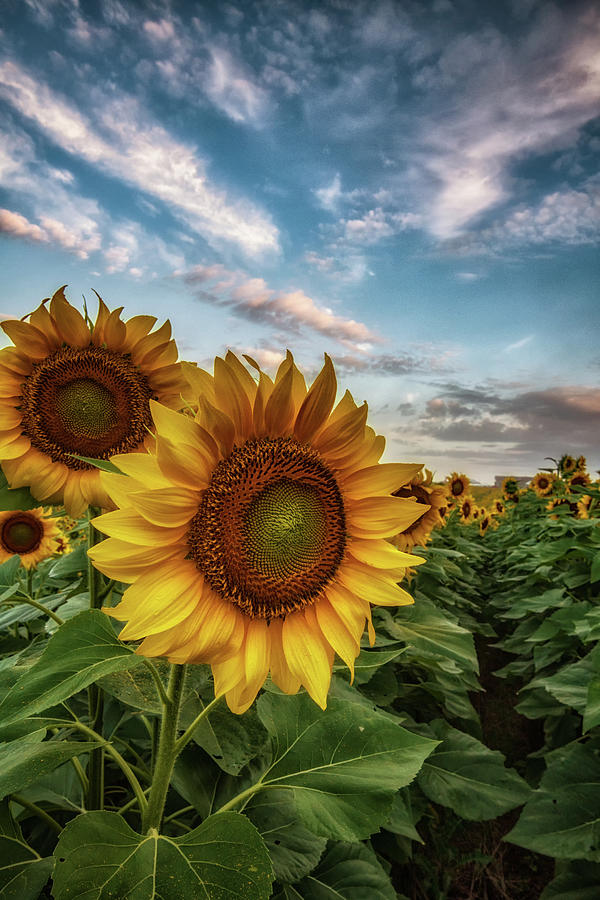 Sunflower Awakening Photograph by Tricia Louque