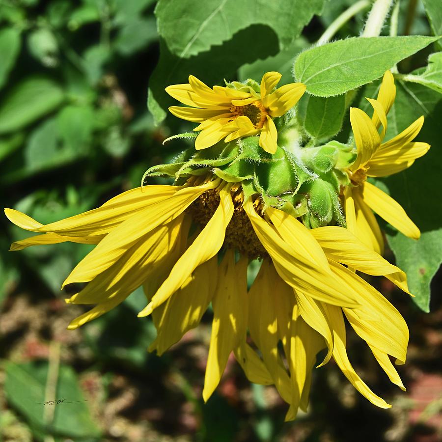 Sunflower Babies Photograph By Roy Erickson - Pixels