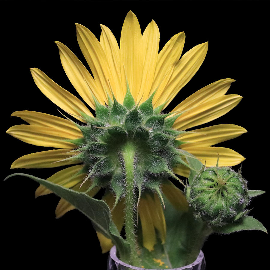 Sunflower Back Photograph by Shane Bechler