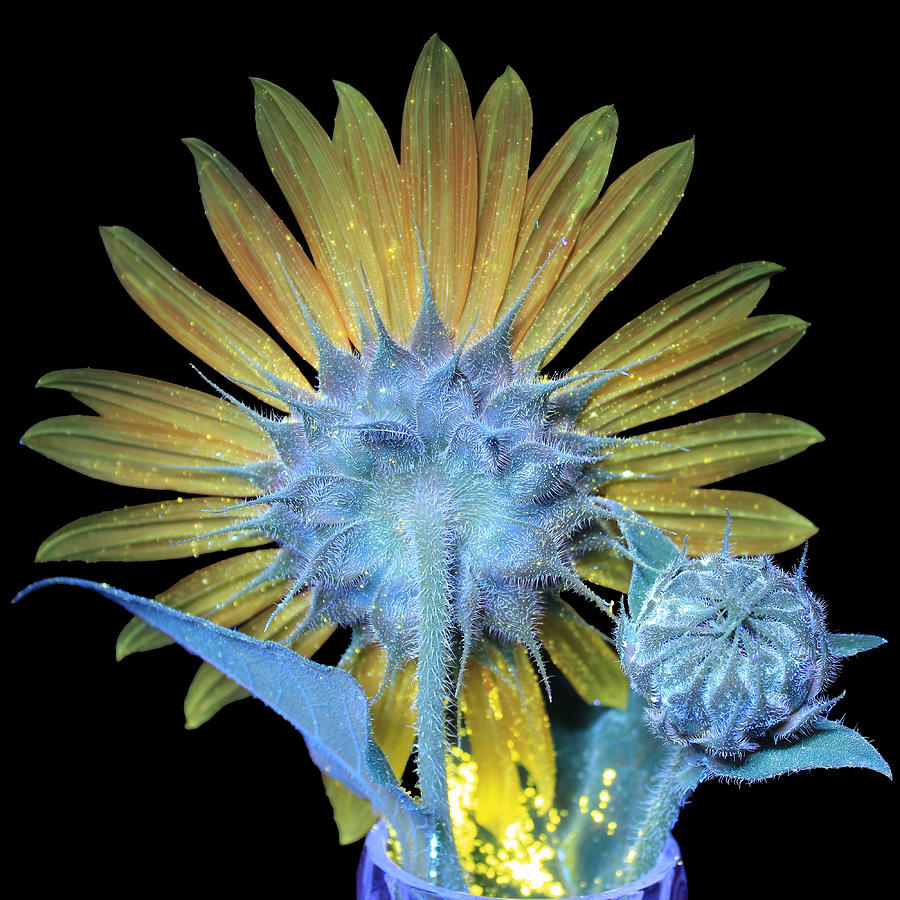 Sunflower Back UV Photograph by Shane Bechler