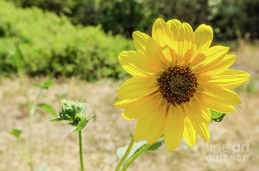 Flower Photograph - Sunflower Backlit by the Sun by Sue Smith
