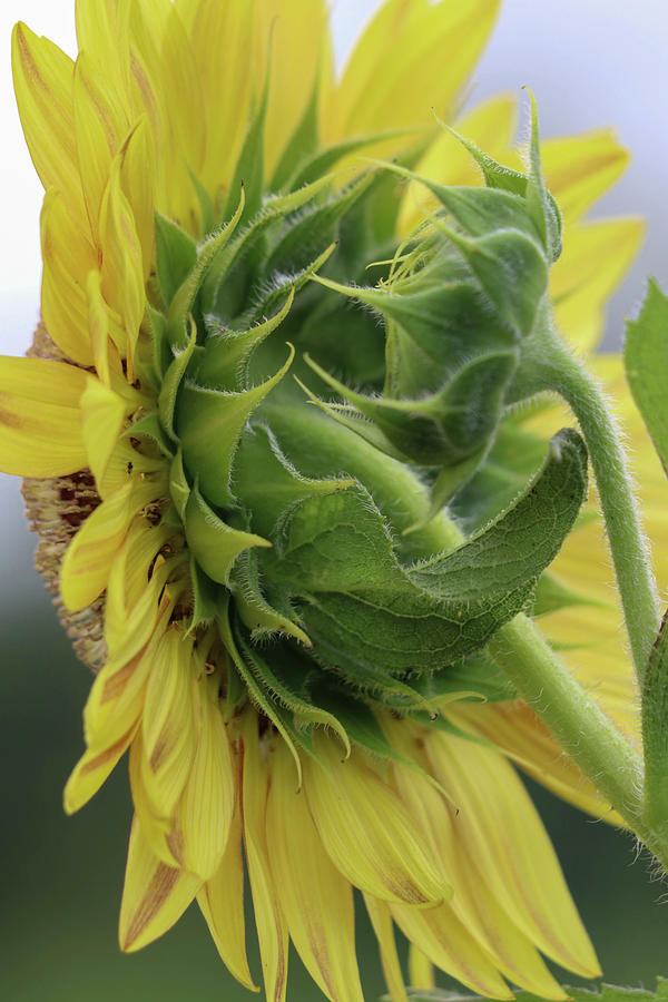 Sunflower Backside Photograph