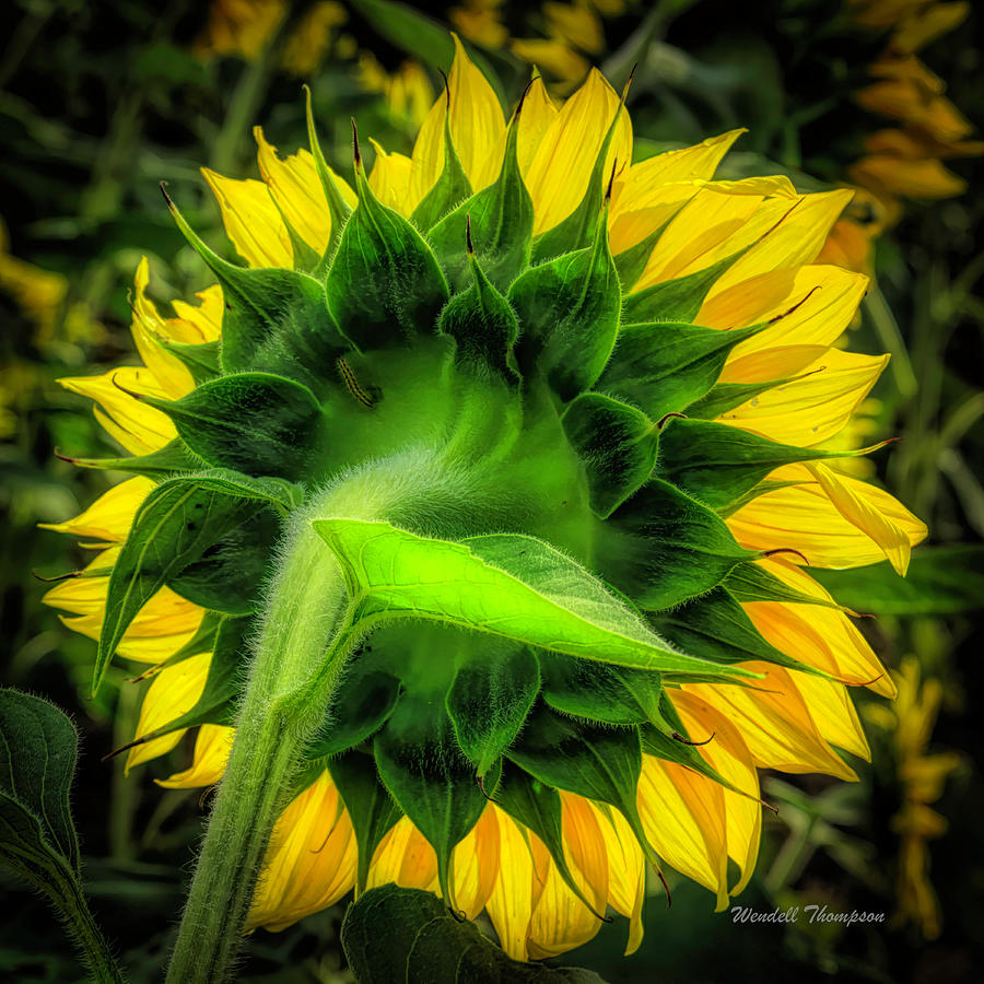 Sunflower Backside Photograph by Wendell Thompson