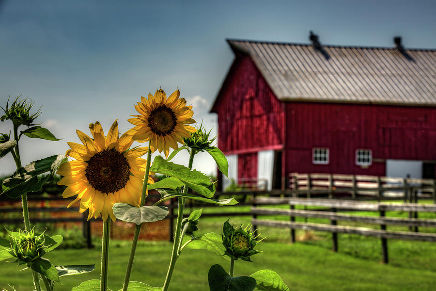 Sunflower Barn Photograph by Ray Congrove