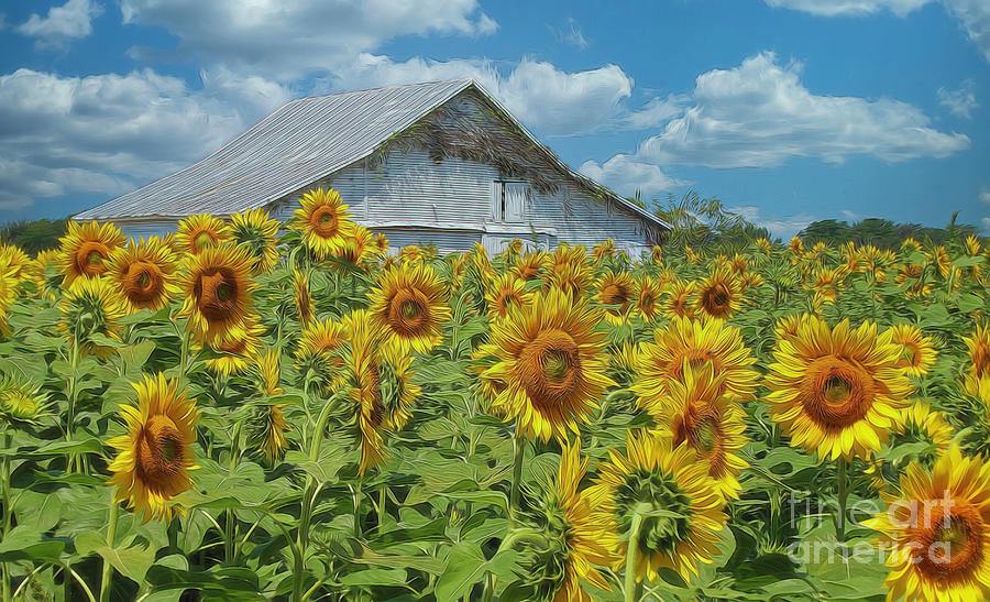Sunflower Barn Yellow Springs Ohio Photograph by Teresa Jack Fine Art America