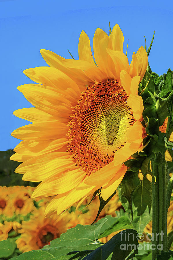 Sunflower Basking In The Sun Photograph