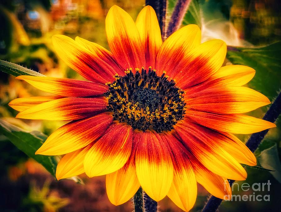 Sunflower Beauty Photograph by Claudia Zahnd-Prezioso