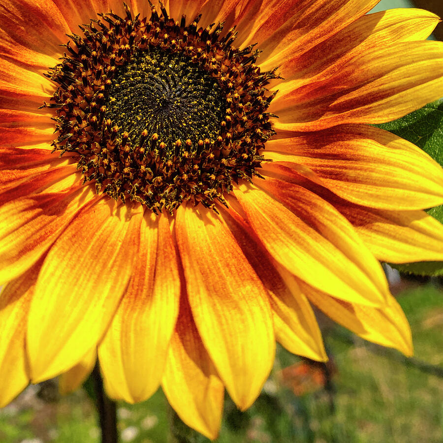 Sunflower Beauty Photograph by Debra Martz
