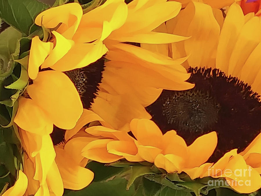 Sunflower Beauty Photograph by Jasna Dragun