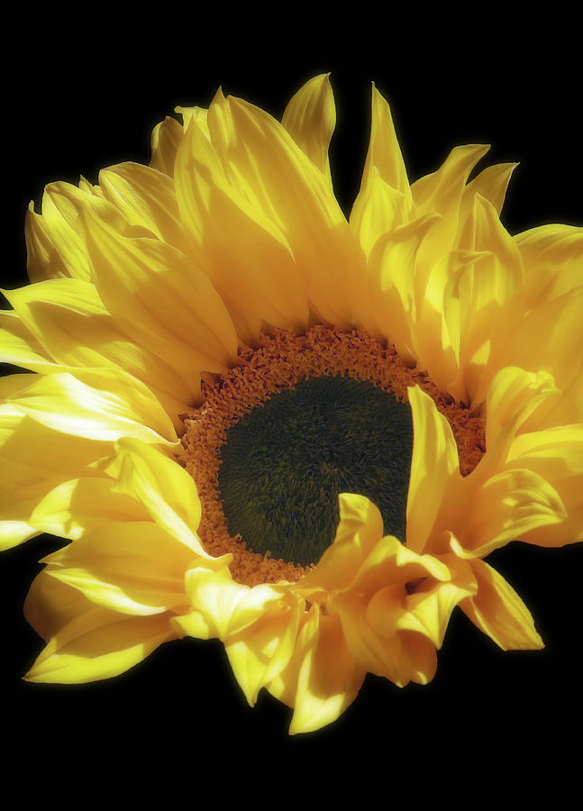 Sunflower Beauty Photograph by Johanna Hurmerinta