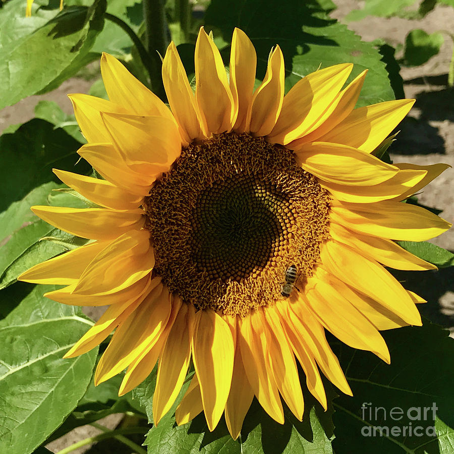 Sunflower Beauty Rest Photograph