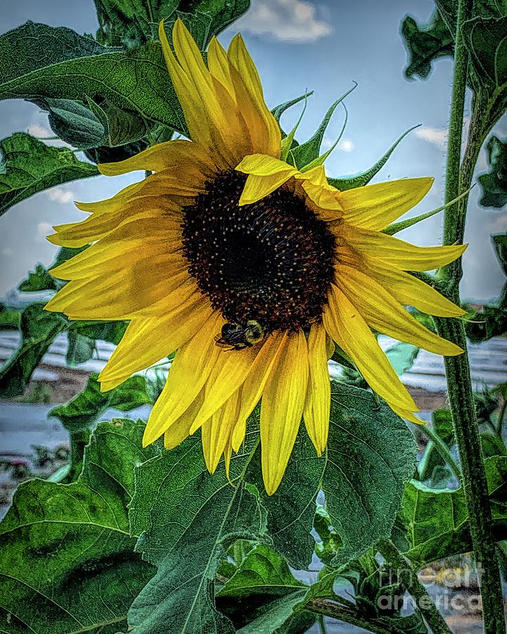 Sunflower, Bee and Sunlight Photograph by Luther Fine Art