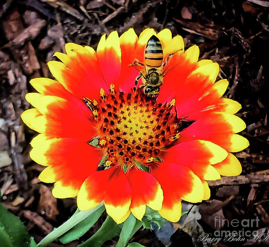 Sunflower bee Photograph by Barry Bohn