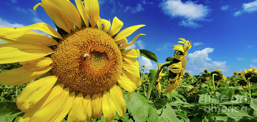 Sunflower Photograph - Sunflower Bee by Kristine Widney