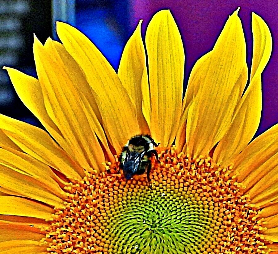 Sunflower Bee Photograph by Rosie Lee Sunflower Bee Photograph by Rosie Lee