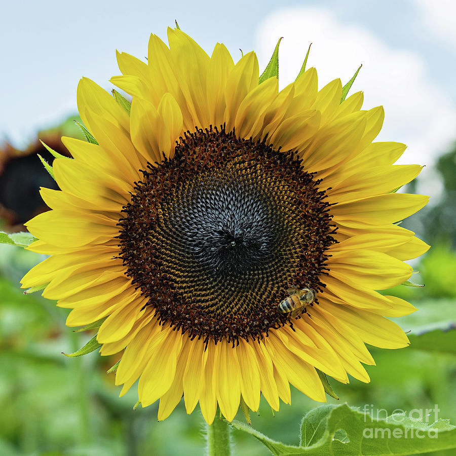 Sunflower Bee Photograph by Tom Watkins PVminer pixs