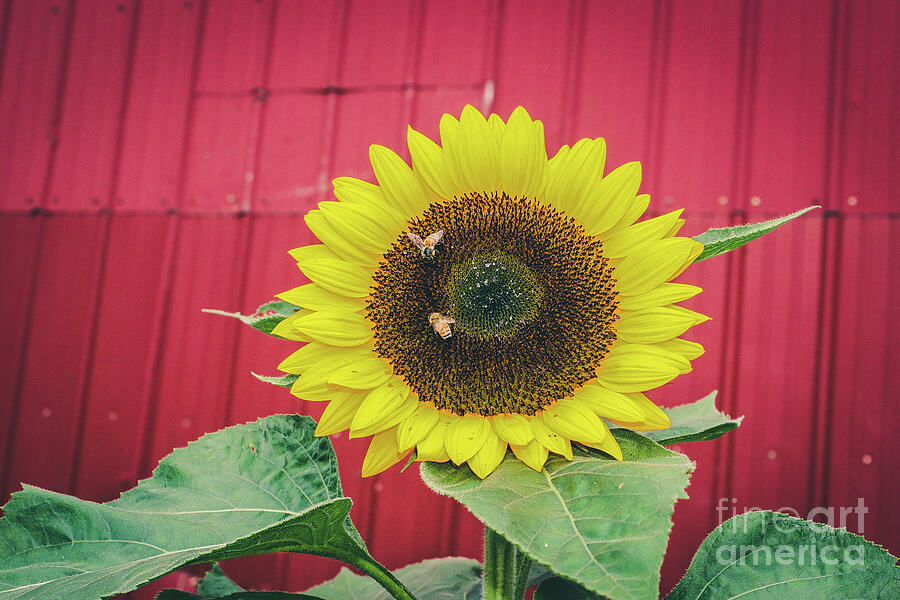 Sunflower Bees  Photograph by Colleen Kammerer