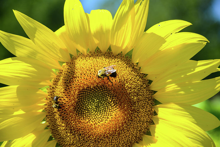 Sunflower Bees Photograph by Mary Timman