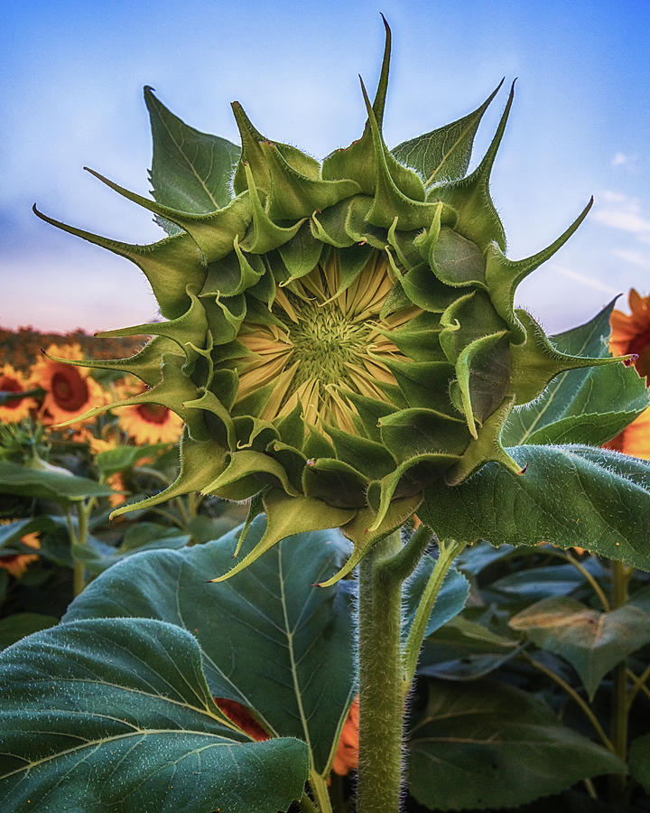 Sunflower Beginnings Photograph by Tricia Louque