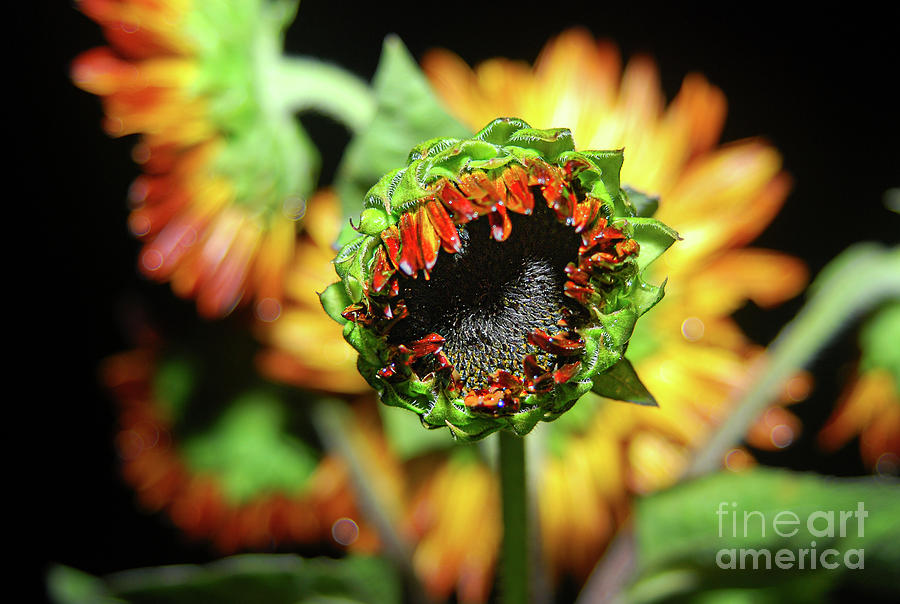 Sunflower begins Photograph by William Lofton