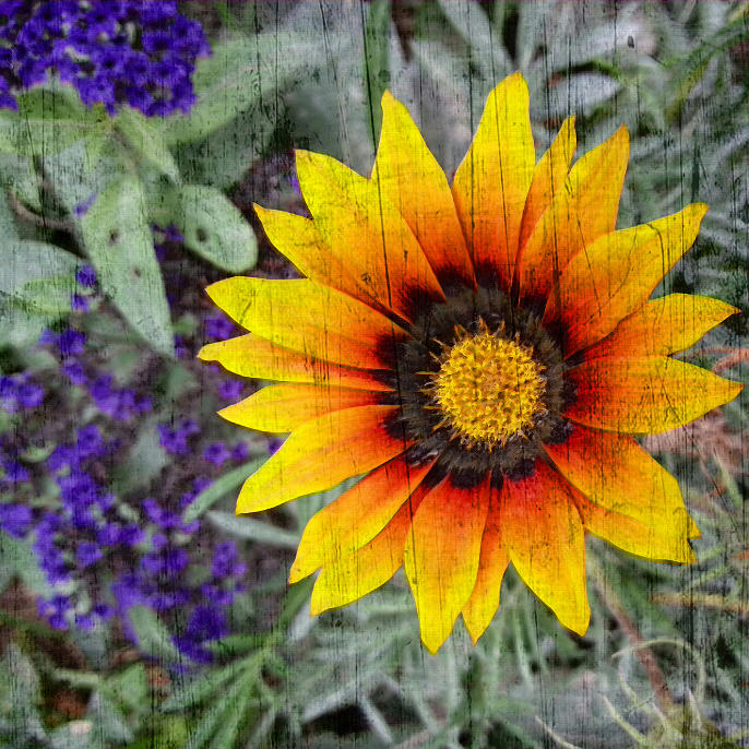 Sunflower Mixed Media by Bellanda