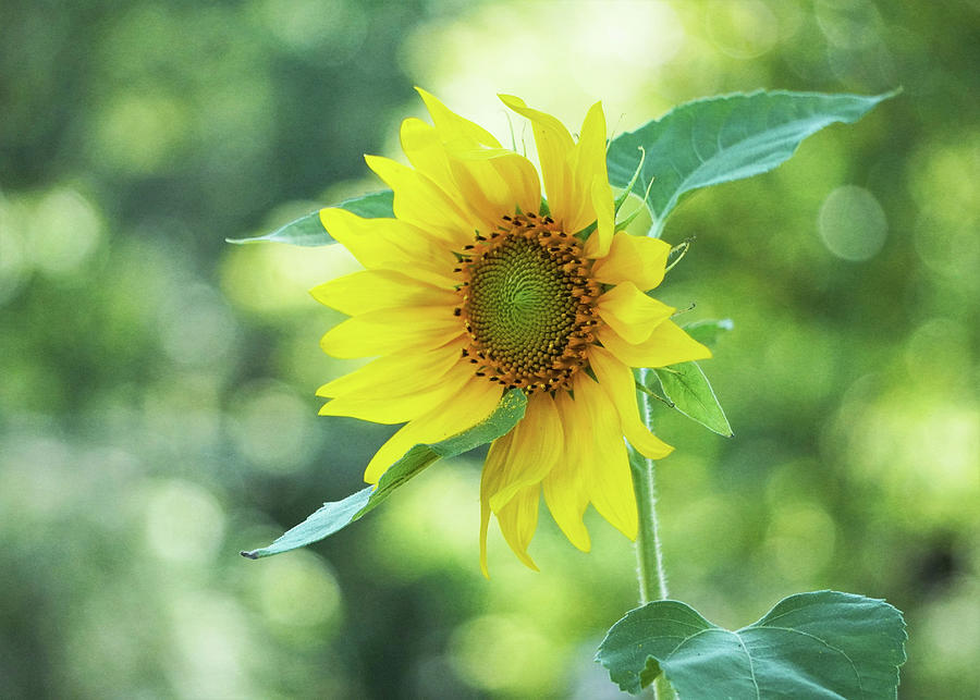 Sunflower Bib Photograph by Karen Beasley