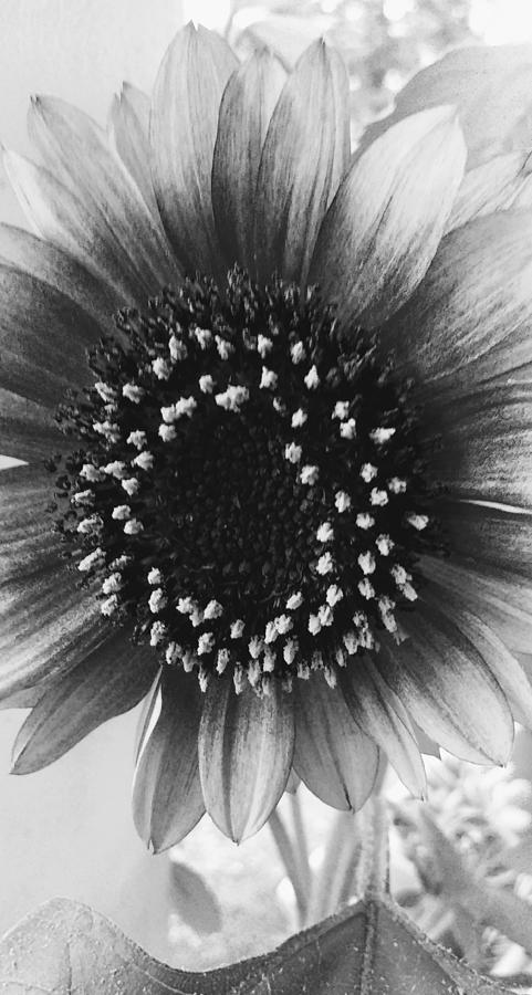 Sunflower black and white Photograph by Chris Steinkirchner - Pixels
