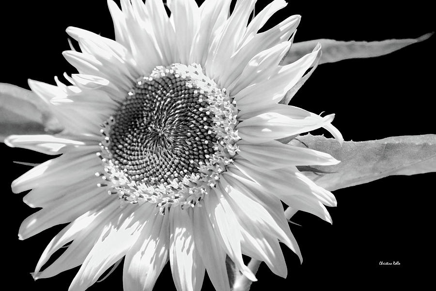 Sunflower Black And White Photograph by Christina Rollo
