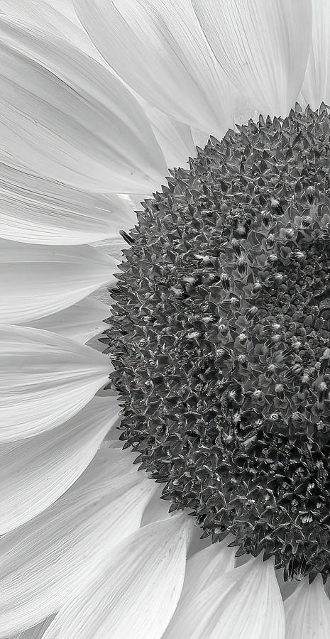 Sunflower Black and White Photograph by Debbie Karnes