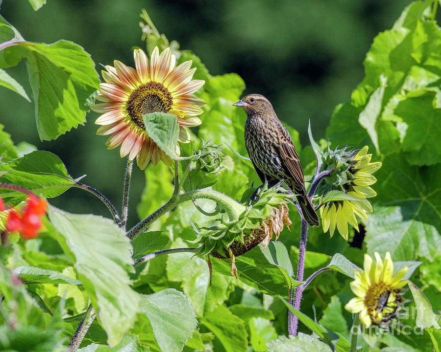 Sunflower Blackbird Photograph by Kristine Anderson