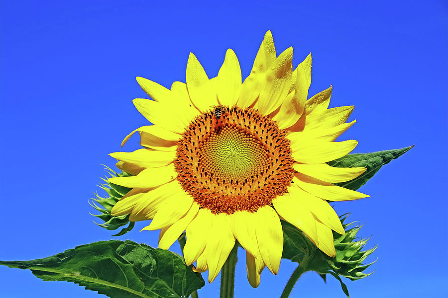 Sunflower Bloom And Buds Photograph by Debbie Oppermann - Fine Art America