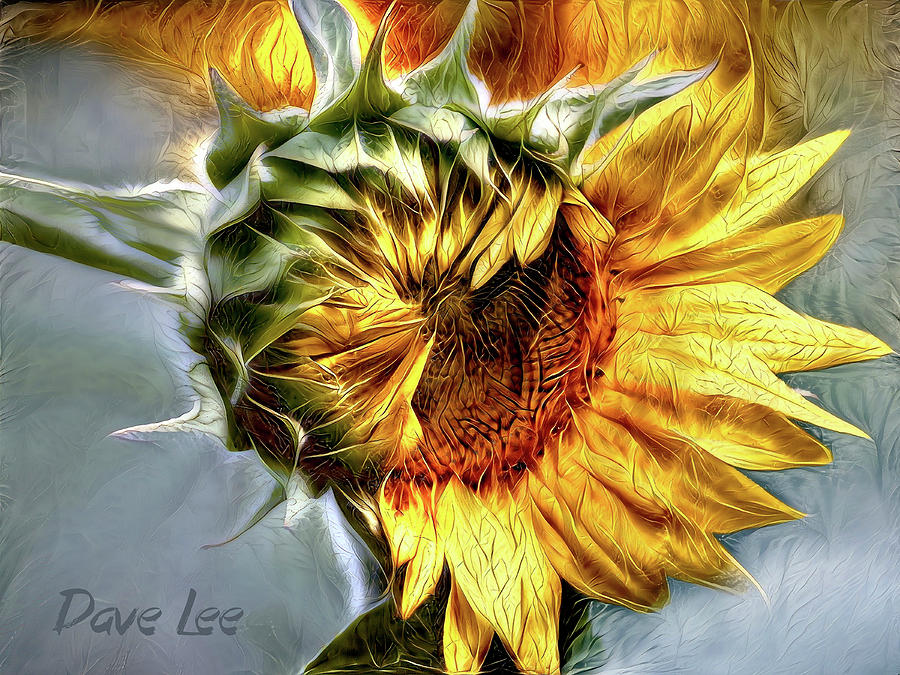 Sunflower Bloom Digital Art by Dave Lee