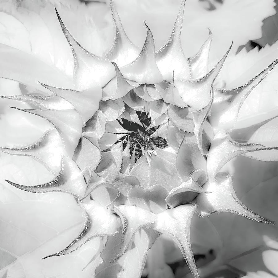 Sunflower Blossom Black and White Abstract Photograph by Rebecca Herranen