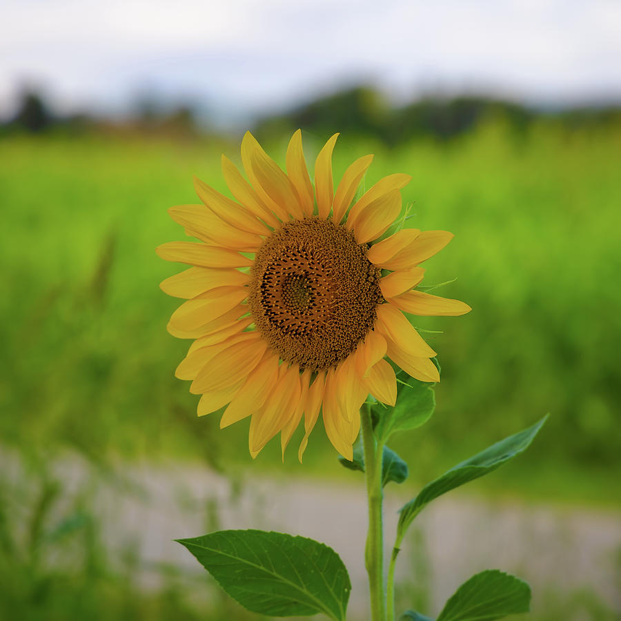 Sunflower Blossom In Full Splendor Photograph